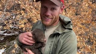 Bear denning in Utah [upl. by Phillipp]