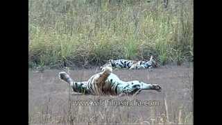 Tigers are loners indeed at Kanha Park [upl. by Auqeenwahs]