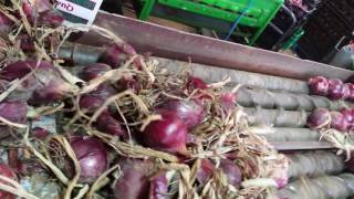 Onion topper in action [upl. by Akived]