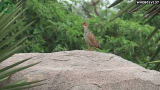 Francolinus pondicerianus  Gray Francolin  calling [upl. by Adnawal]