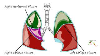 Pleura of the Lungs  Lung Anatomy Part 4 [upl. by Rebor]