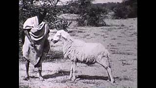 Élevage au Soudan Français il y a une siècle Animal Husbandry in in the French Sudan now Mali [upl. by Ynittirb841]