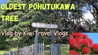 Exploring Te Araroa amp Te Waha O Rerekohu  Visit the Oldest Pohutukawa Tree of New Zealand [upl. by Lednam221]