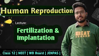 Fertilization amp Implantation  নিষেক এবং রোপণ [upl. by Mhoj24]