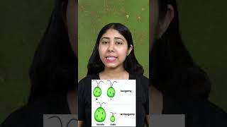 Isogamous And Anisogamous  Definition amp Examples  Algae Examples  Class11  Biology  Adhyayanta [upl. by Dagney]