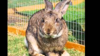 flemish giant rabbits for sale 60sec [upl. by Lednew296]