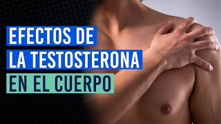 ¿Qué le ocurre a tu cuerpo al tomar testosterona [upl. by Franciska]