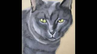 Portrait de chat chartreux [upl. by Einwat]