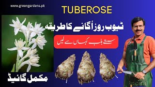 How to grow TUBEROSE Bulbs [upl. by Uella121]