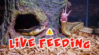 Snake Eats Five Pinkies Mice  WARNING LIVE FEED [upl. by Jordison]