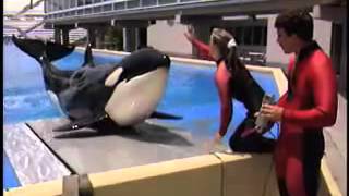 How Do You Train A Killer Whale [upl. by Balliett]