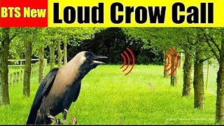 Crow call to attract crowscrow soundsCrow calling other crows [upl. by Annaiviv]