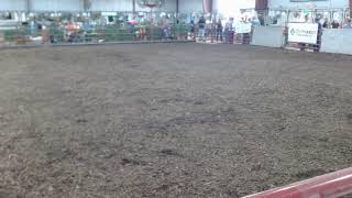 2024 Decatur County Fair Sheep Show [upl. by Bashuk403]