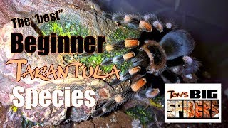 The Best Beginner Tarantula Species [upl. by High]