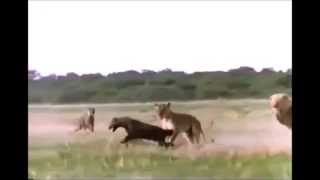 Lion Kills Hyena in one Bite [upl. by Jennifer]