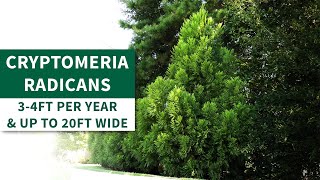 Cryptomeria Radicans  or Cryptomeria Japonica  Lush Foliage for Stunning Privacy [upl. by Leffen]