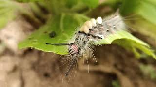 The White Marked Tussock Moth Caterpillar ડાંગ Amit Rana 🌱 [upl. by Ahsat]