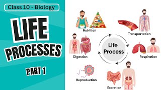 Class 10 Biology Life Process 15  Types Heterotrophic Nutrition amp Photosynthesis Explained [upl. by Diet]