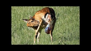 Deer 🦌Giving Birth in the Wild Animals Videos 2024 [upl. by Nnylatsyrk]