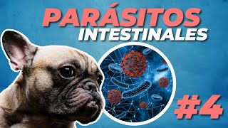 🦠OBSTRUCCIÓN intestinal por PARÁSITOS en PERROS🐶  Agrocampo [upl. by Sweeney717]