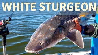 What is The Biggest Fish in US Aquaculture The White Sturgeon [upl. by Etnahsa]