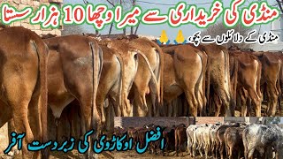 Afzal Okarvi Cattle Farm Big offers  Cholistani Sahiwal Beautiful Calf Cheap Prices calves [upl. by Donatelli]