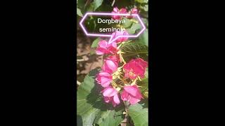 Dombeya seminole unik pink pohon shorts [upl. by Gefen]