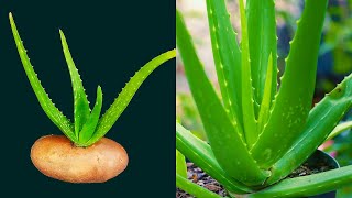 How To Propagate Aloe Vera Fast at Home  Aloe Vera Planting Idea [upl. by Russ]