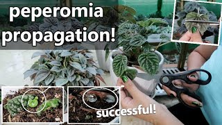 HOW TO PROPAGATE PEPEROMIA  Peperomia Propagation [upl. by Latihs]