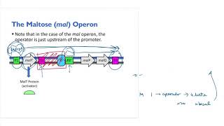 Mal Operon Overview and Mutations [upl. by Fritze]