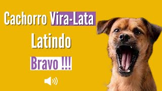 Latido de Cachorro ViraLata  BRAVO [upl. by Ailito411]