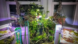 RED MANGROVE AND HOUSE PLANT PALUDARIUM [upl. by Ialokin]