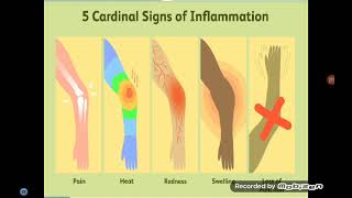 Acute Inflammation I [upl. by Haeckel]