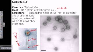 Lambda phage structure [upl. by Hume58]