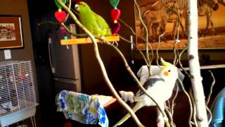 Kakariki amp Cockatiel parrots talking [upl. by Kolosick601]