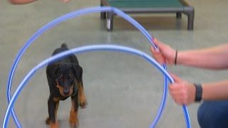 Doberman Puppy quotEviequot 9 Wk Obedience Training Personal Protection Candidate For Sale [upl. by Rawdan]