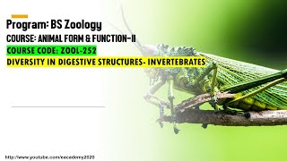 Diversity in Digestive Structures Invertebrates [upl. by Asira]