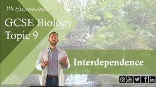 Interdependence  GCSE Biology 91 93 [upl. by Aihsirt]