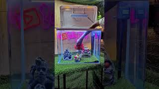 goldfish 🐠 TANK video 🤩 [upl. by Ninnette]