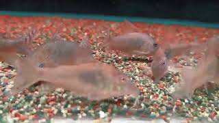 Corydorasgeryi 葛伊鼠CorydorasspPanduro 潘朵拉鼠wildfish悠遊魚坊yoyofishroom [upl. by Atima469]