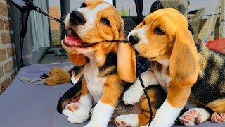 BEAGLE PUPPIES PLAYING 8 Week Old Beagle Puppy Compilation [upl. by Dranek256]