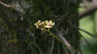 Orchid  Trichocentrum ascendens [upl. by Ileana]