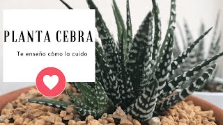 Cómo CUIDAR la Planta Cebra  Haworthia Fasciata 👩‍🌾 Cuidados y Reproducción [upl. by Caruso]