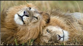 The Secret Life of Lions  Wildlife Documentary [upl. by Domenech23]