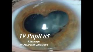 19 Pupil part5 فسيولوجي عيون Elkafrawy ocular Physiology  Basics [upl. by Chew106]