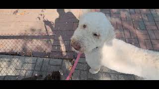 Chagrin Falls Bridge Work and New Hydrant  Dogwalker 91224 Noah  Bodie [upl. by Musette]