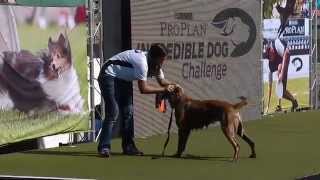 Diving Dog  2013 Purina® Incredible Dog Challenge® Las Vegas [upl. by Srini]