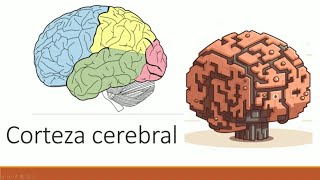 Neuroanatomía y fisiología de la corteza cerebral [upl. by Cofsky]