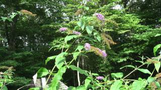 Time Lapse Buddleja Davidii [upl. by Alison]