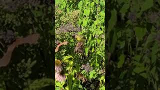 Goldfinch eating echinacea seeds [upl. by Holt174]